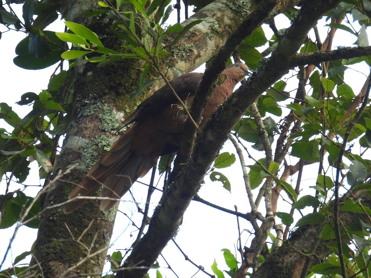 Maronentaube - ML645801584