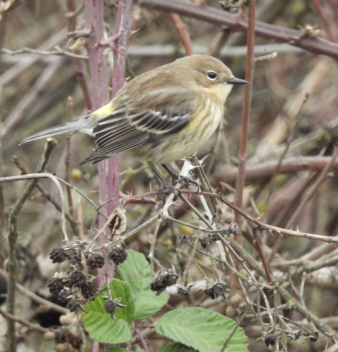 Yellow-rumped Warbler (Audubon's) - ML645801589