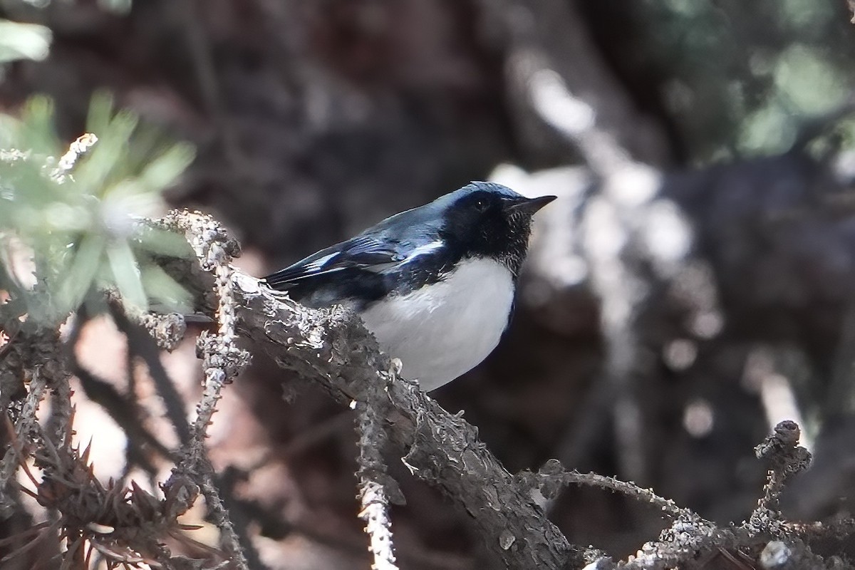Black-throated Blue Warbler - ML645801599