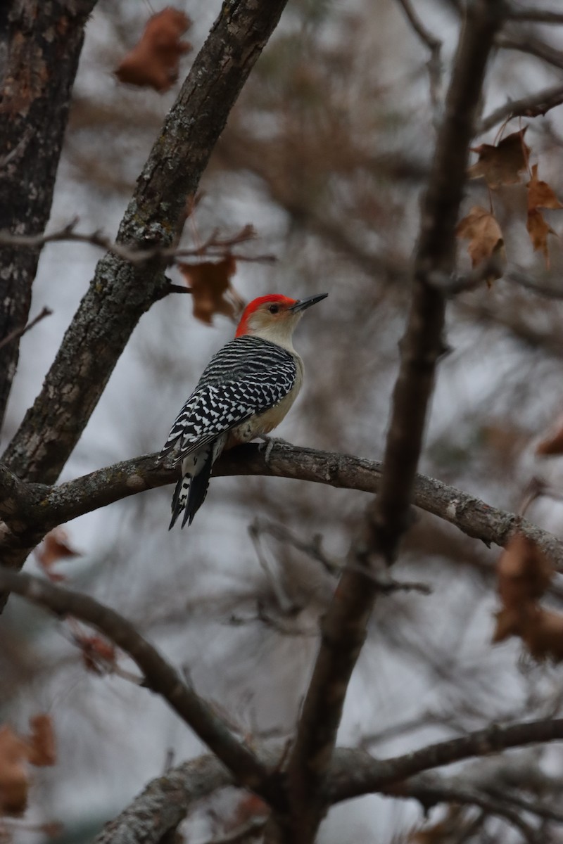 Carpintero de Carolina - ML645801600