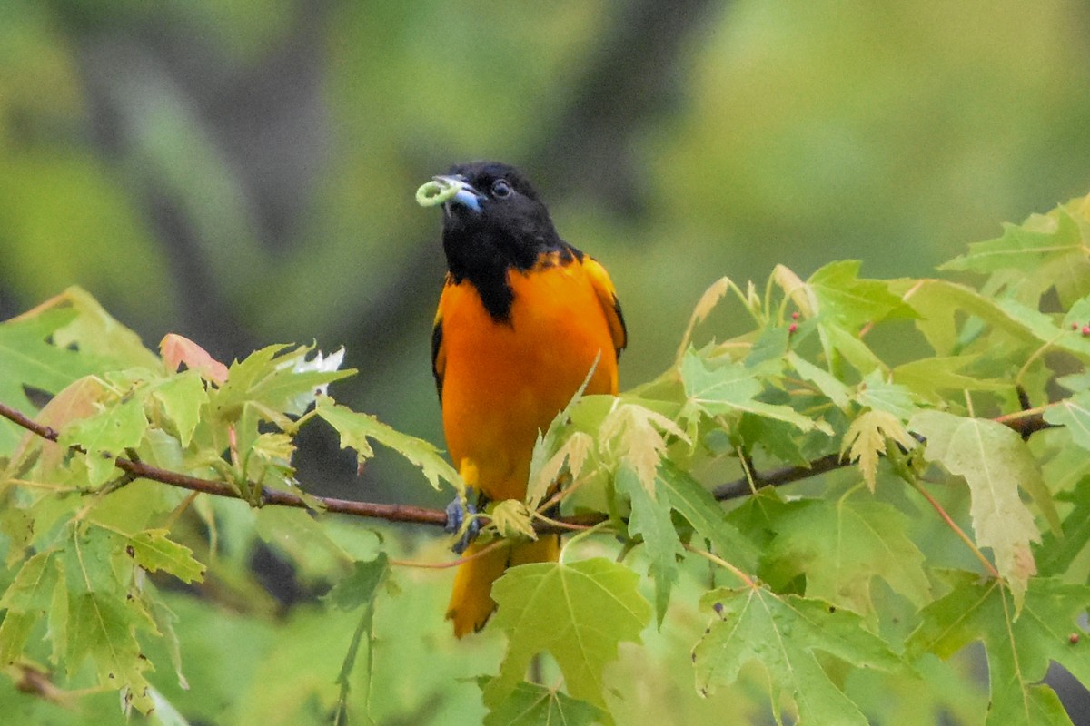 Балтиморский трупиал - ML645801606