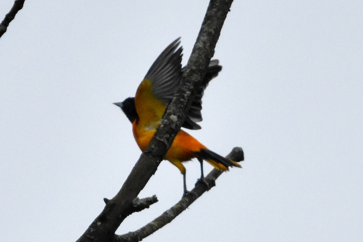 Балтиморский трупиал - ML645801607