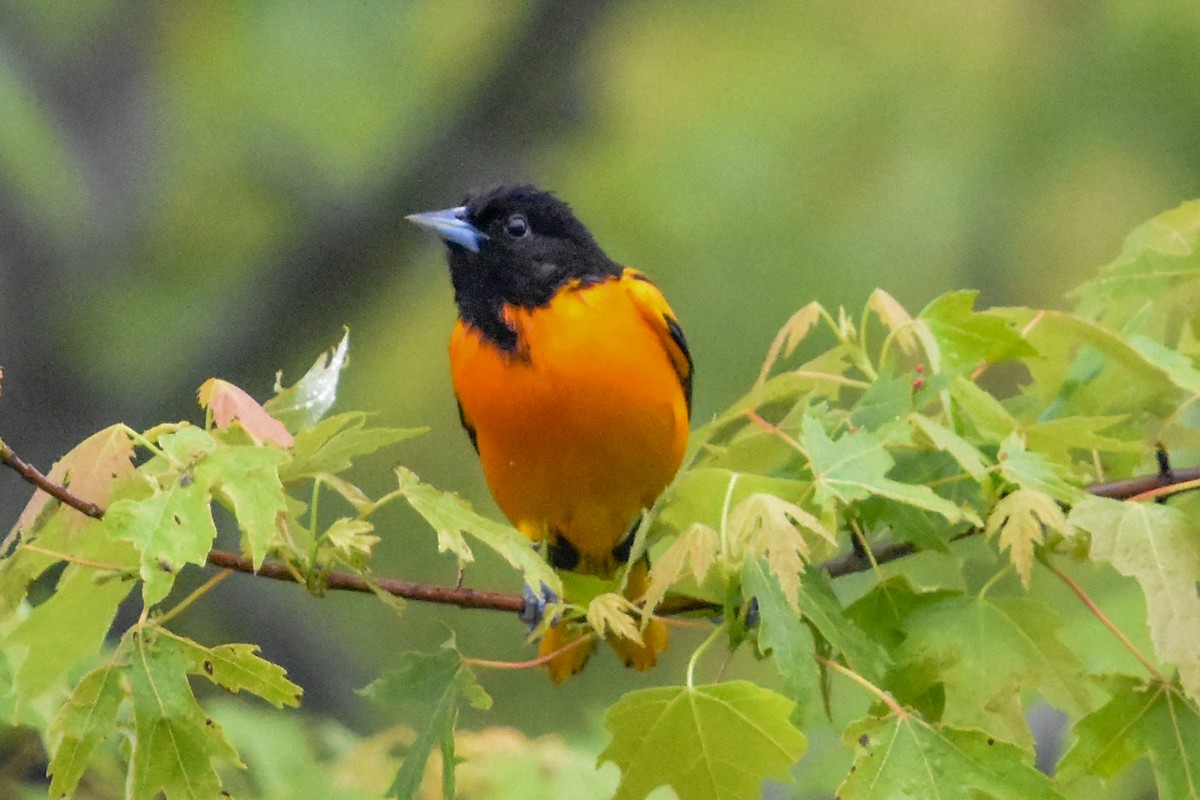 Балтиморский трупиал - ML645801608