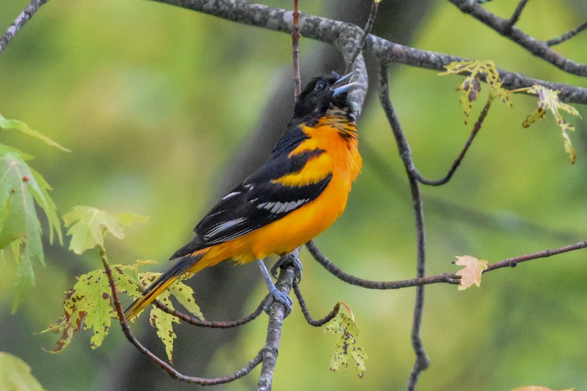 Балтиморский трупиал - ML645801609