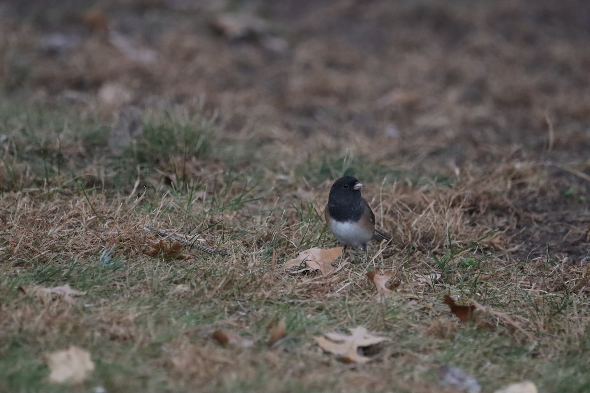 Junco Ojioscuro (de Oregón) - ML645801611