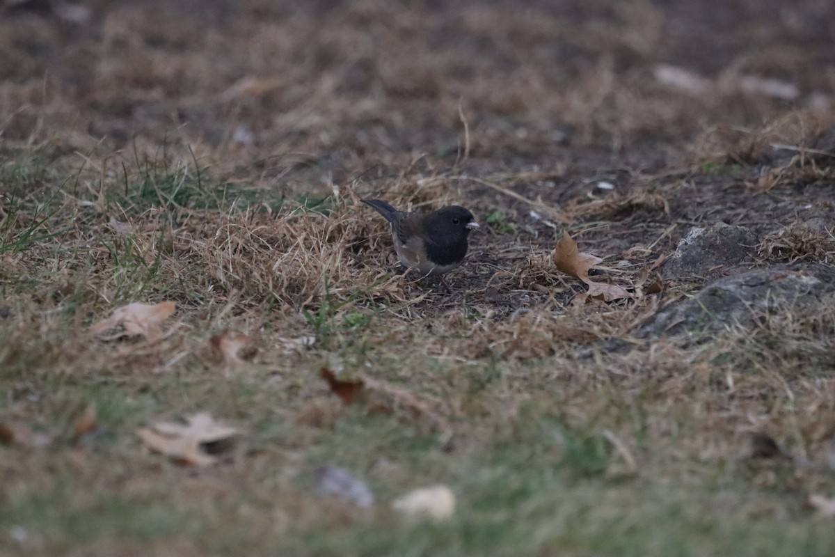 Junco Ojioscuro (de Oregón) - ML645801612