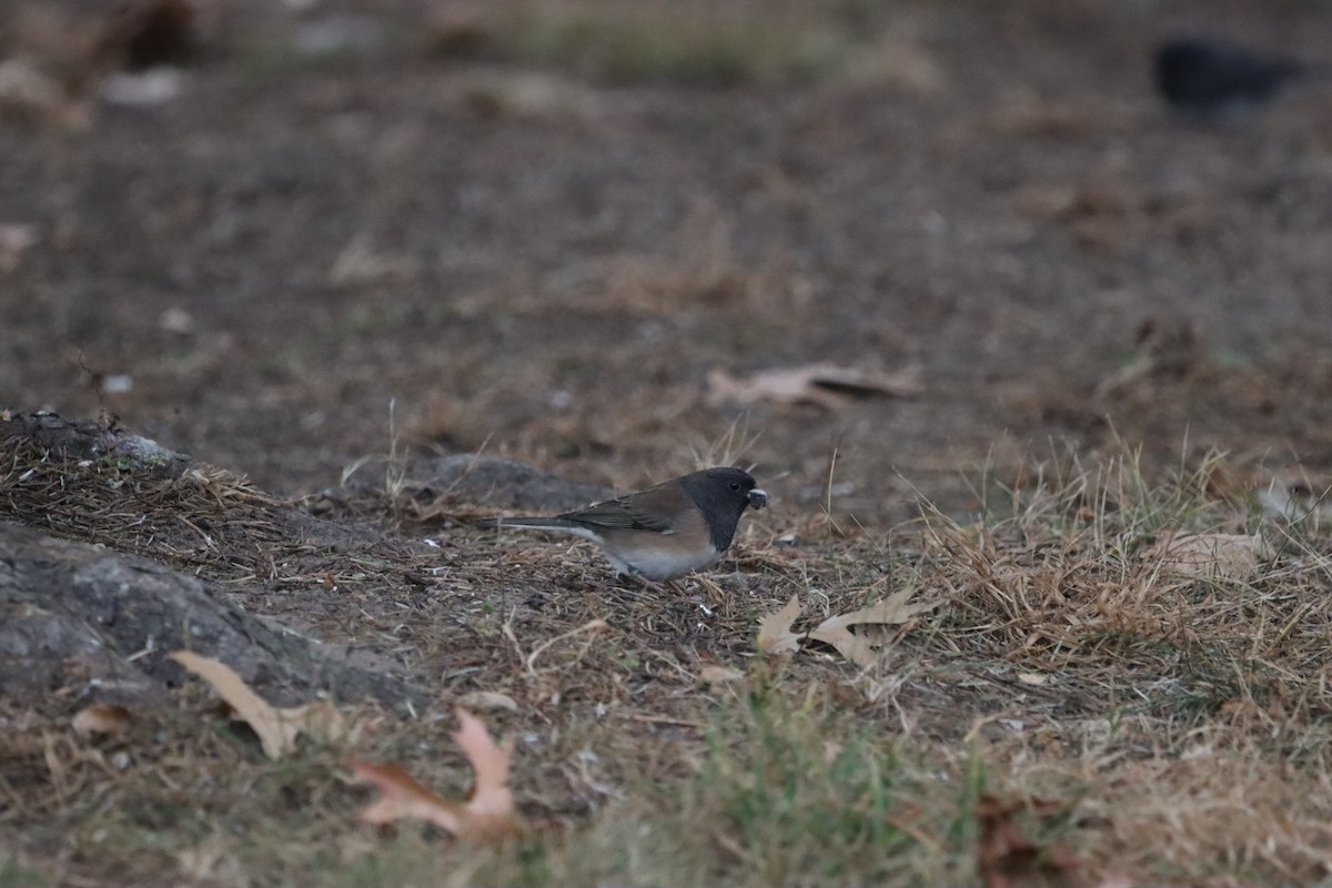 Junco Ojioscuro (de Oregón) - ML645801613