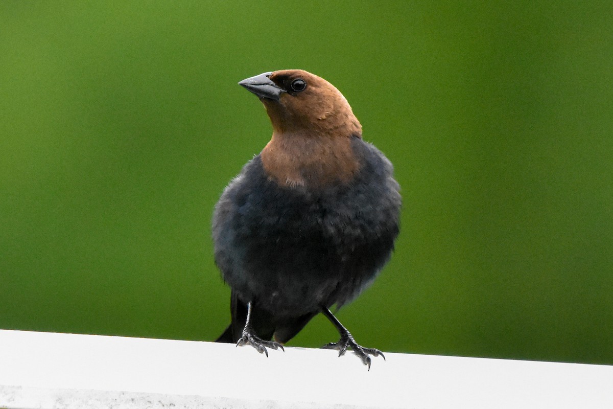 Braunkopf-Kuhstärling - ML645801618