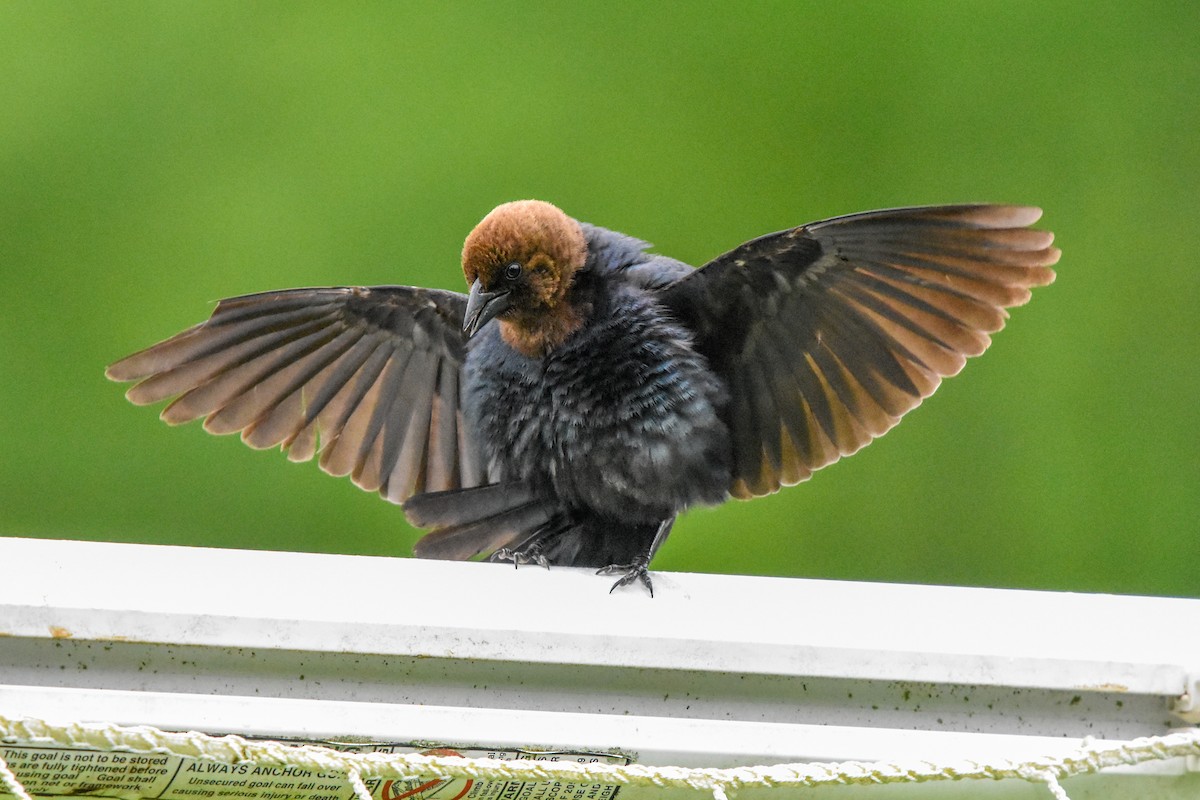 Braunkopf-Kuhstärling - ML645801619