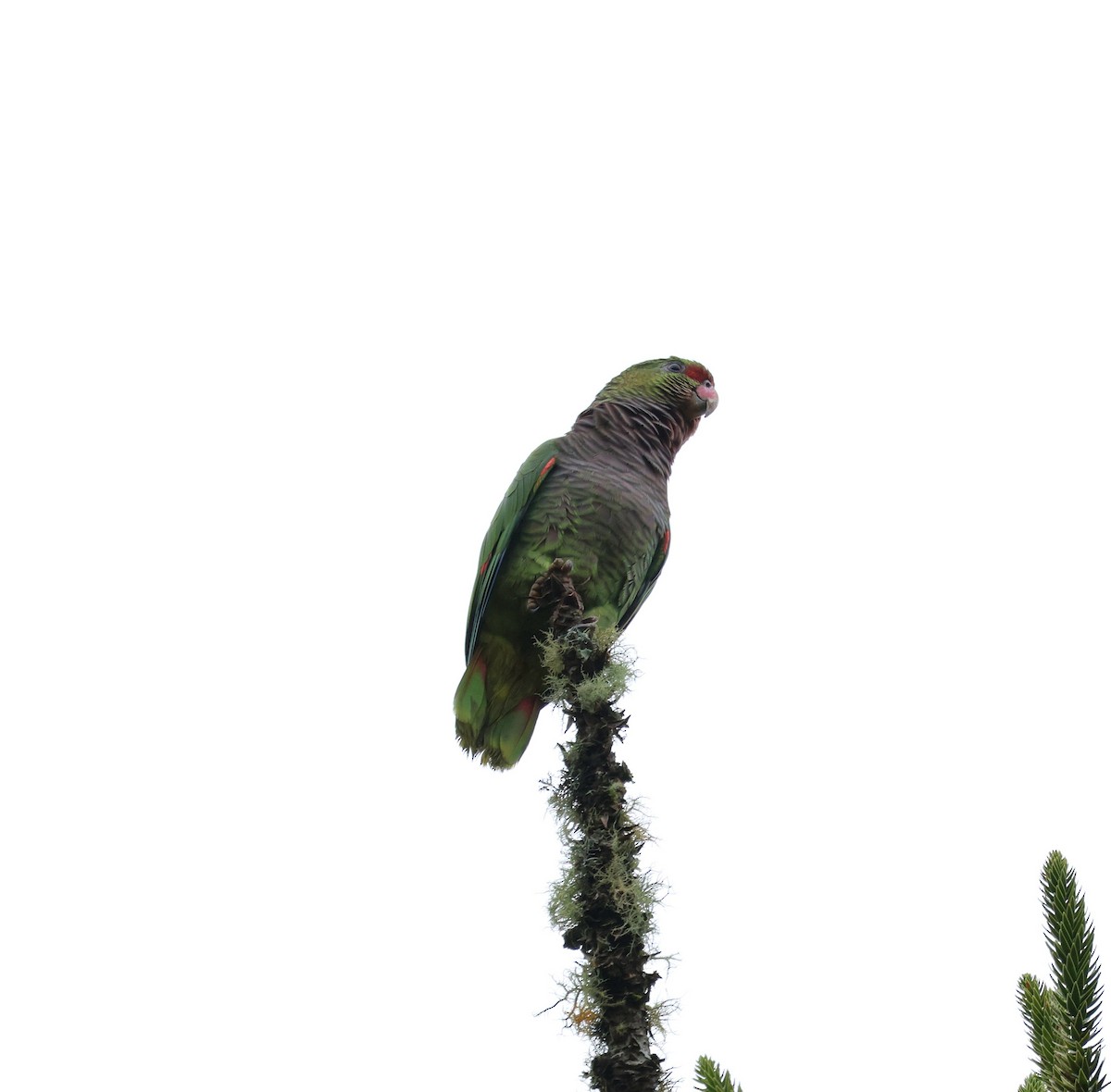 Vinaceous-breasted Amazon - ML645801622