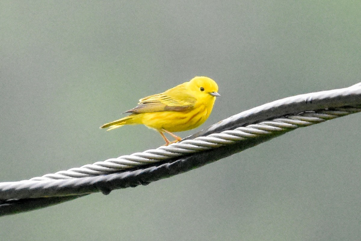 Northern Yellow Warbler - ML645801652