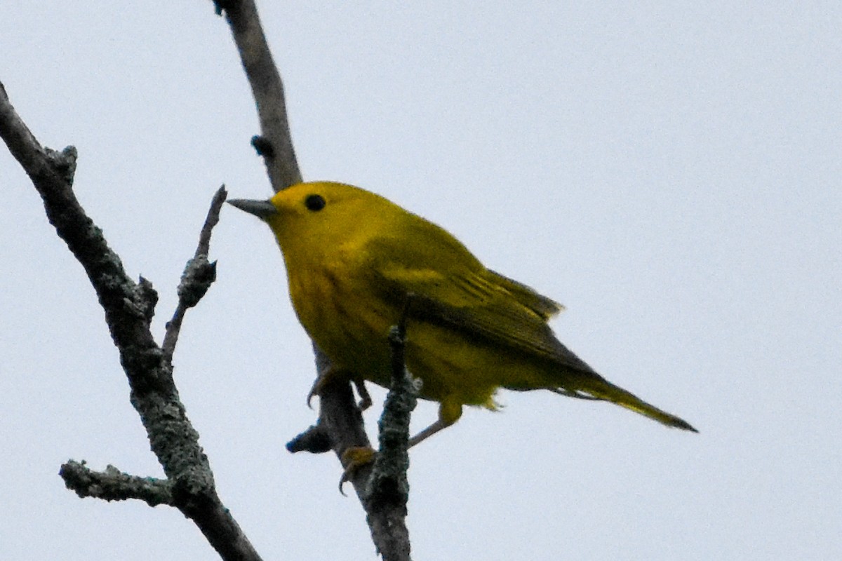 Northern Yellow Warbler - ML645801653