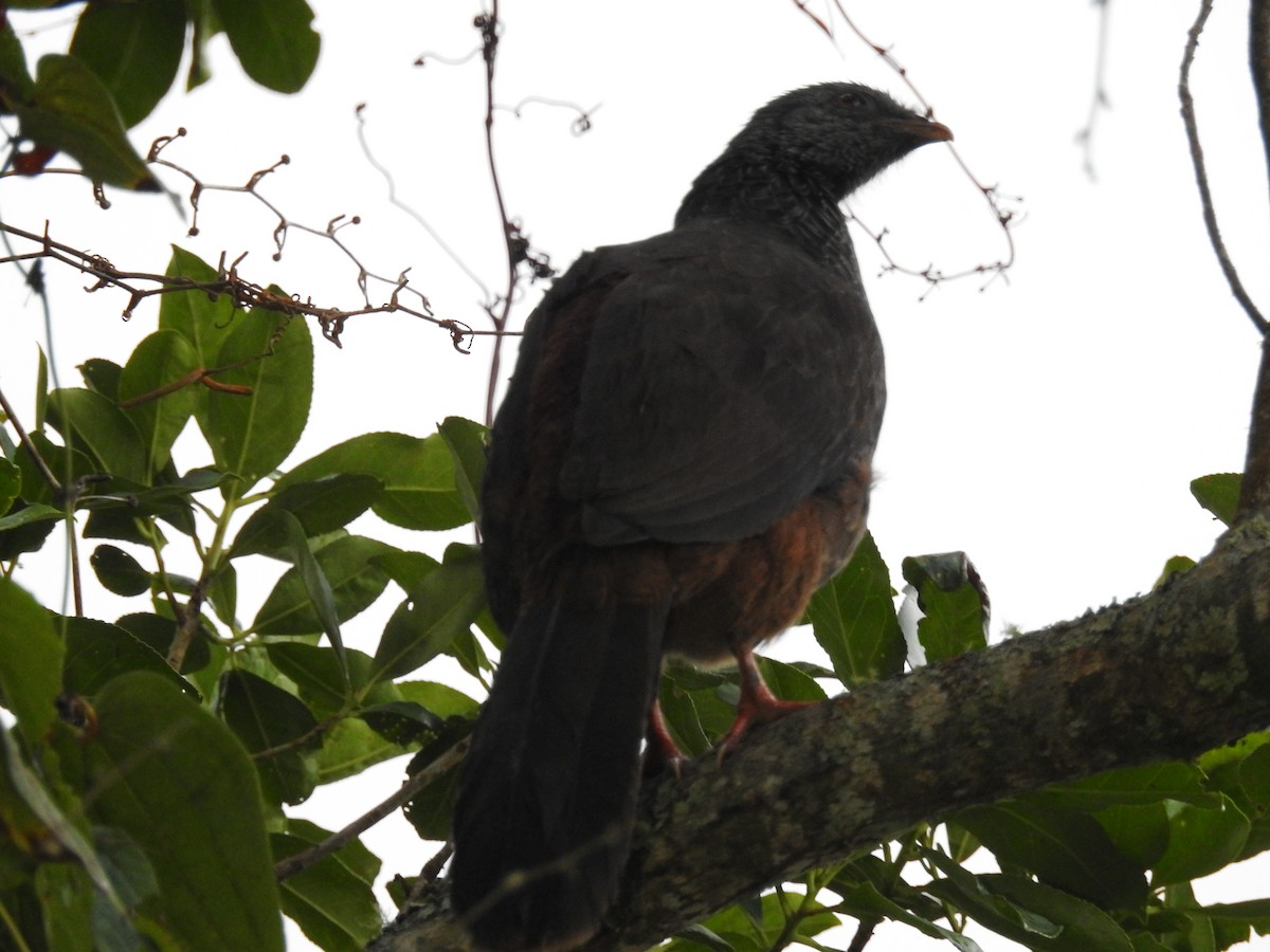 Andean Guan - ML645801671