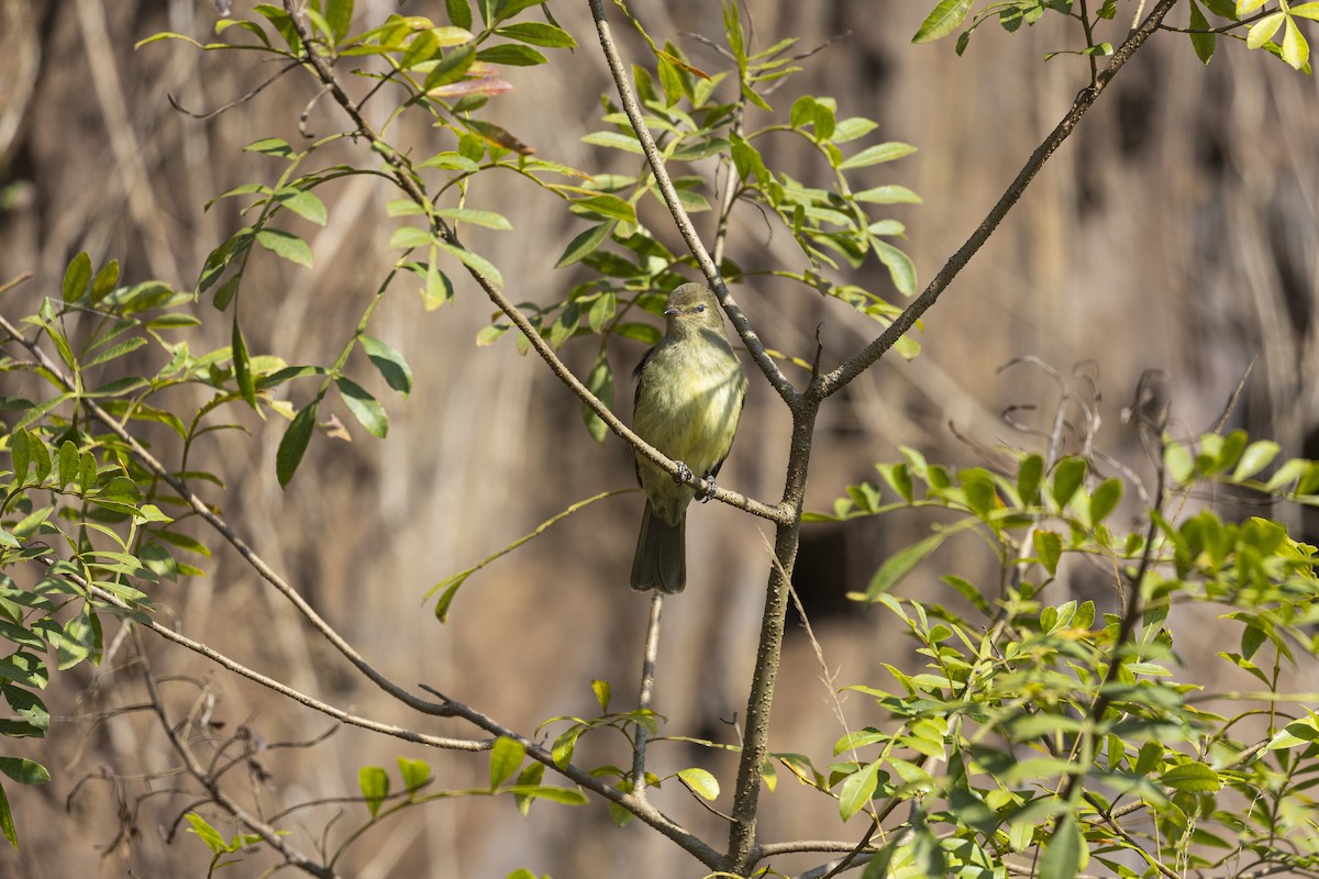 Paranáolivtyrann - ML645801673