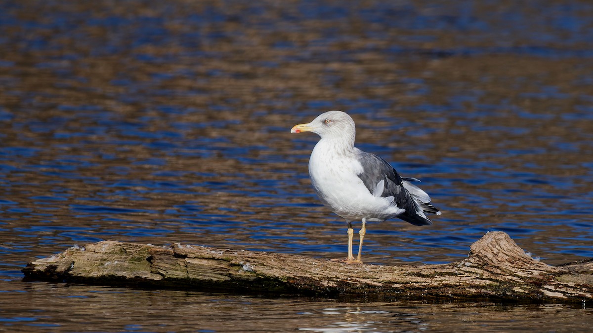 Zafferano - ML645801678