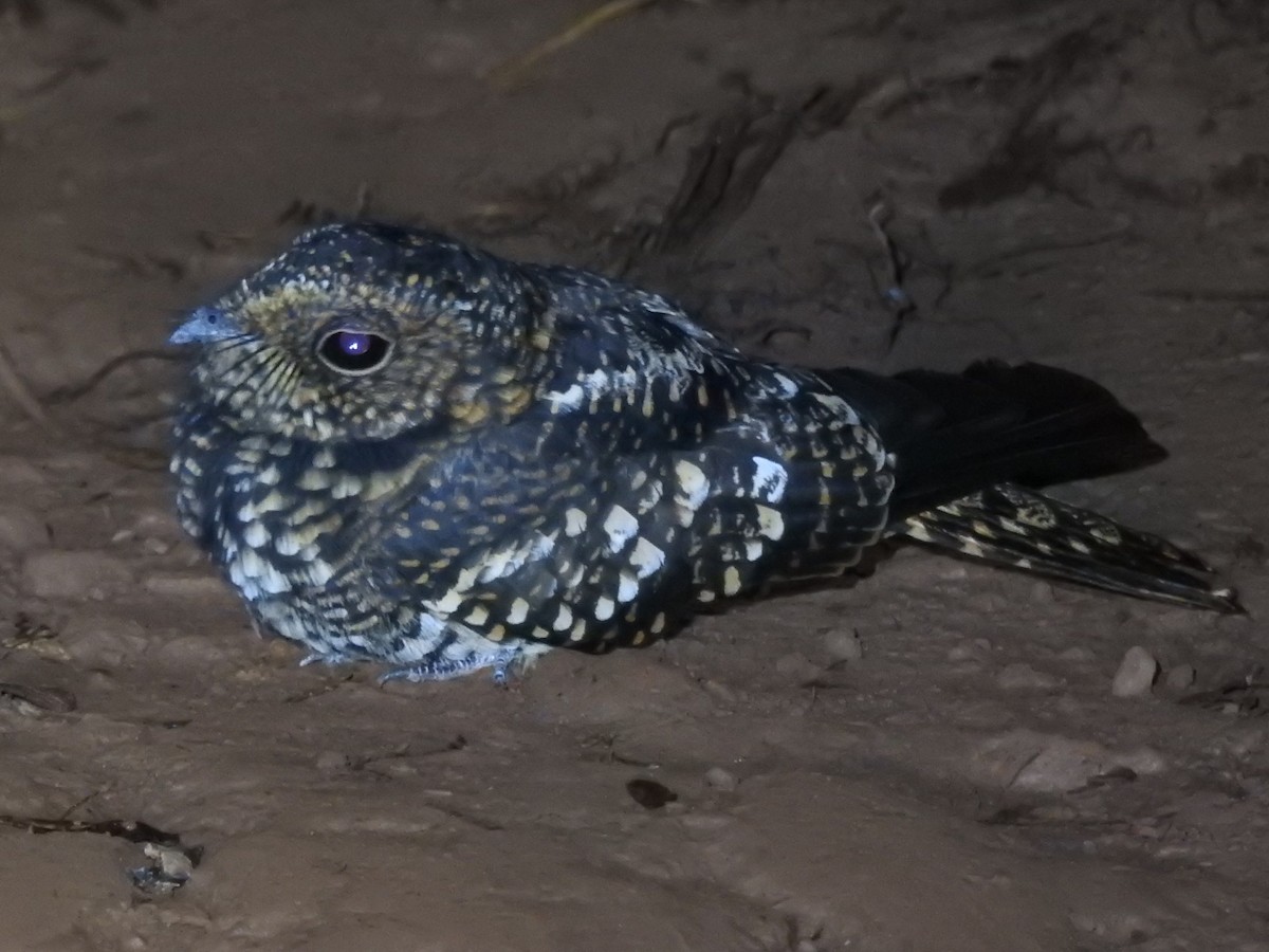 Band-winged Nightjar - ML645801691