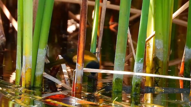 Чернолицая желтогрудка - ML645801694