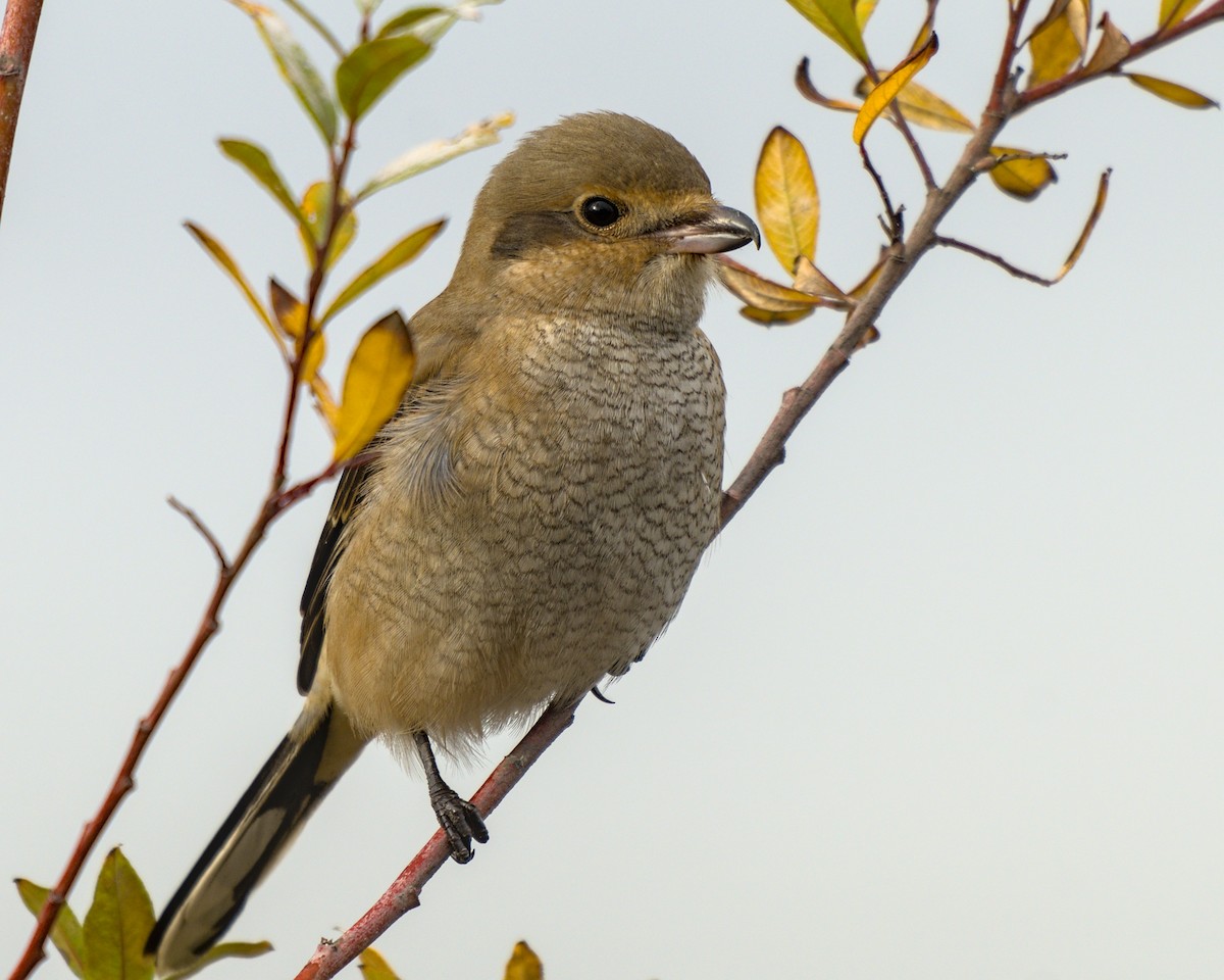 Умардын дунхай - ML645801695