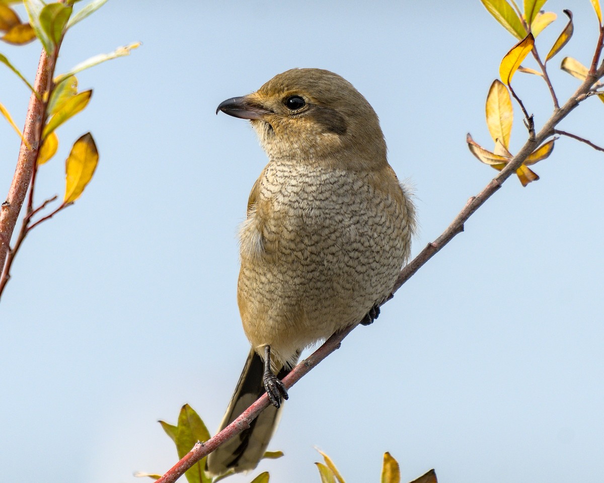 Умардын дунхай - ML645801696