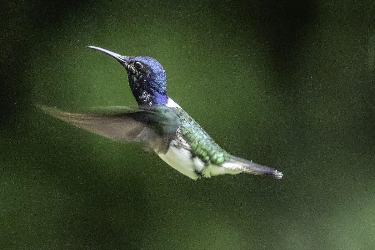 White-necked Jacobin - ML645801700
