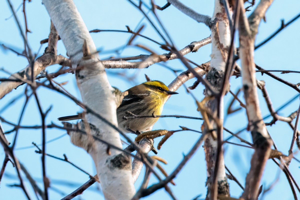 Townsend's Warbler - ML645801701