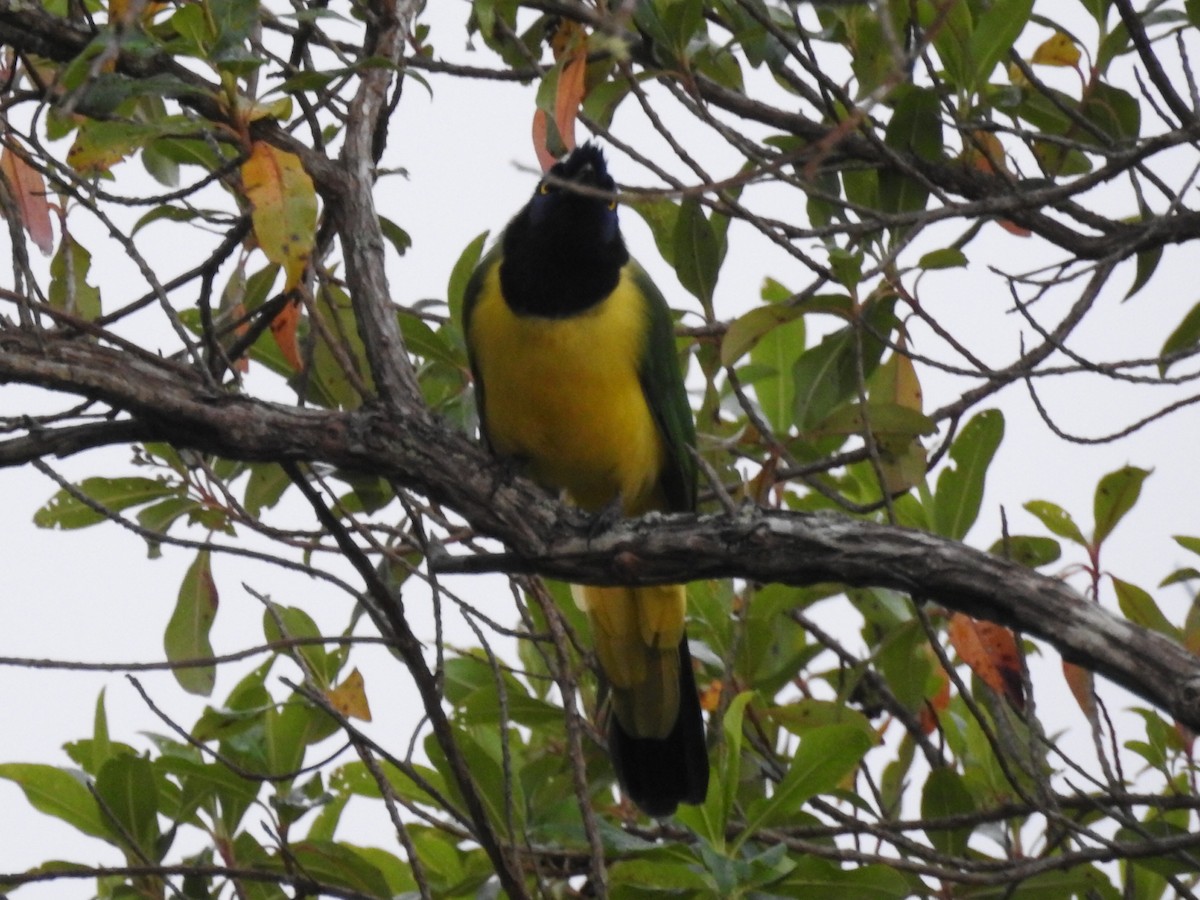 Green Jay (Inca) - ML645801703