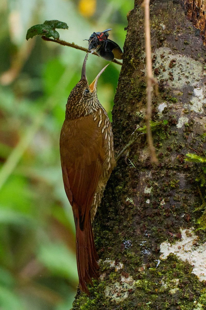 tåretreløper - ML645801704