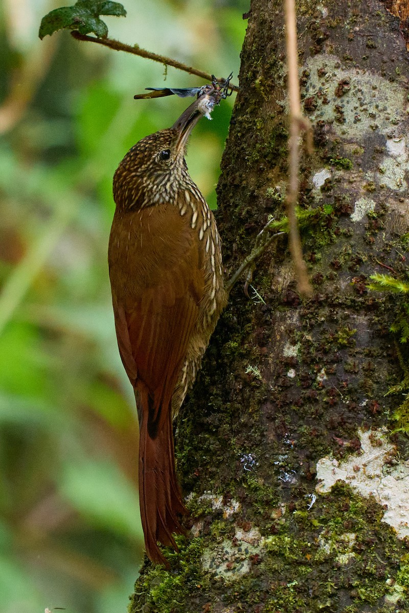 tåretreløper - ML645801705