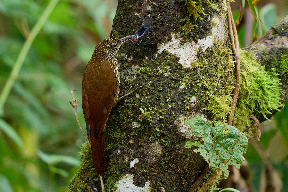 tåretreløper - ML645801706