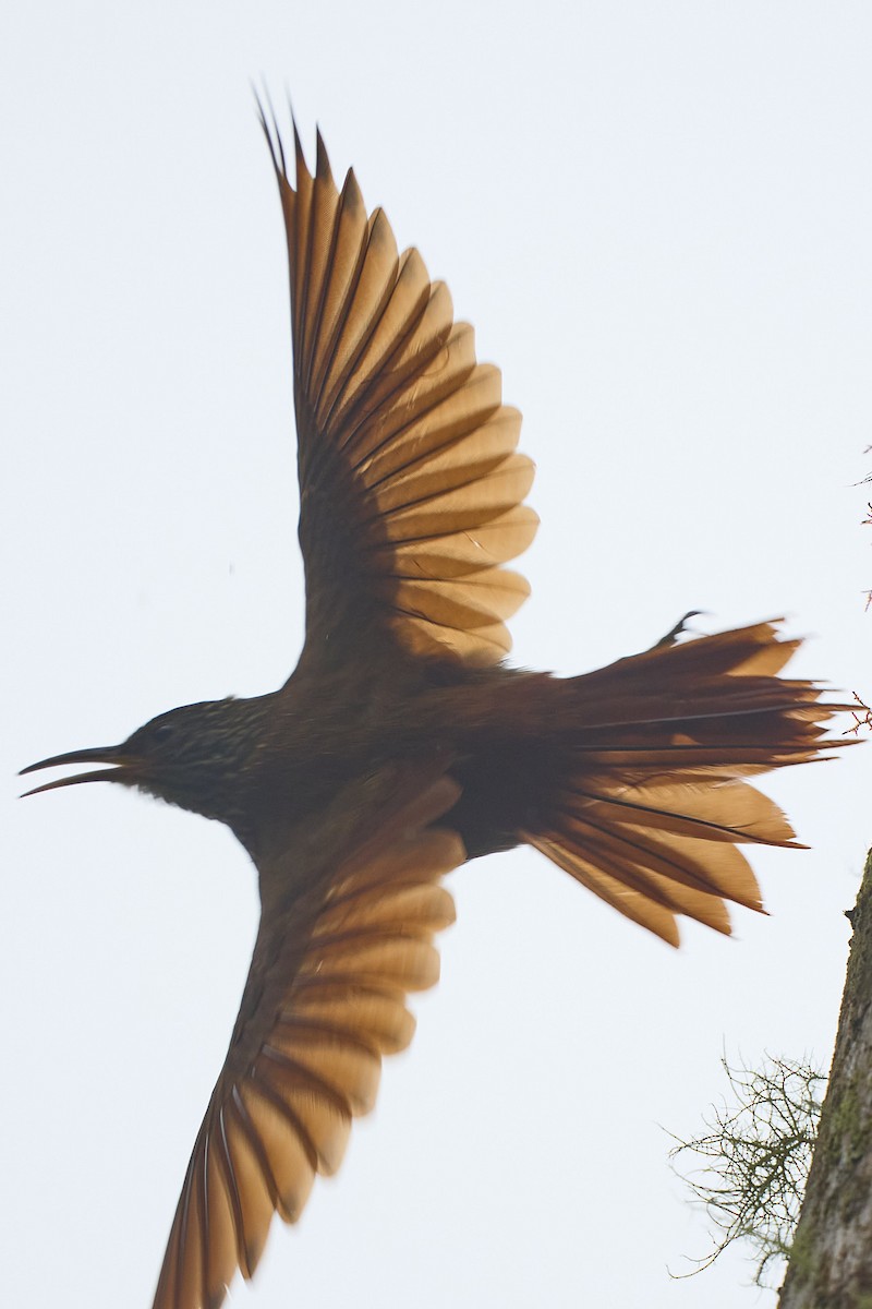 tåretreløper - ML645801714