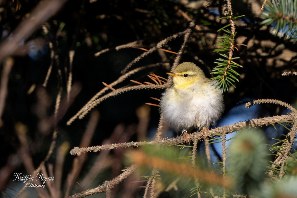 Пеночка-трещотка - ML645801718
