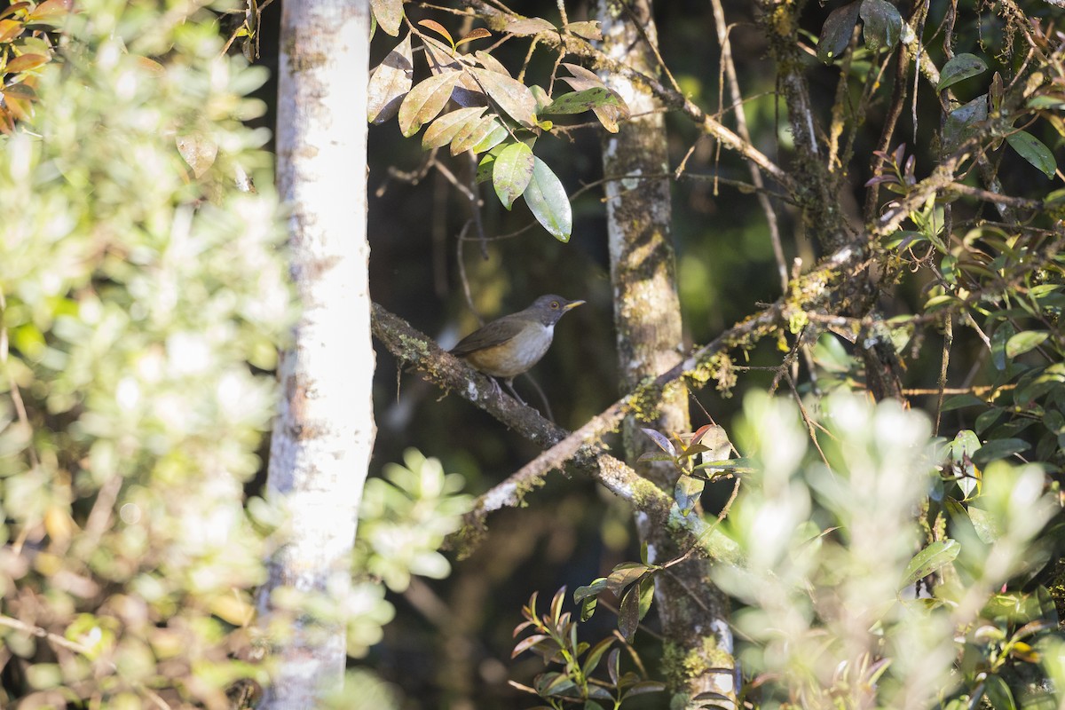 Halbringdrossel - ML645801726