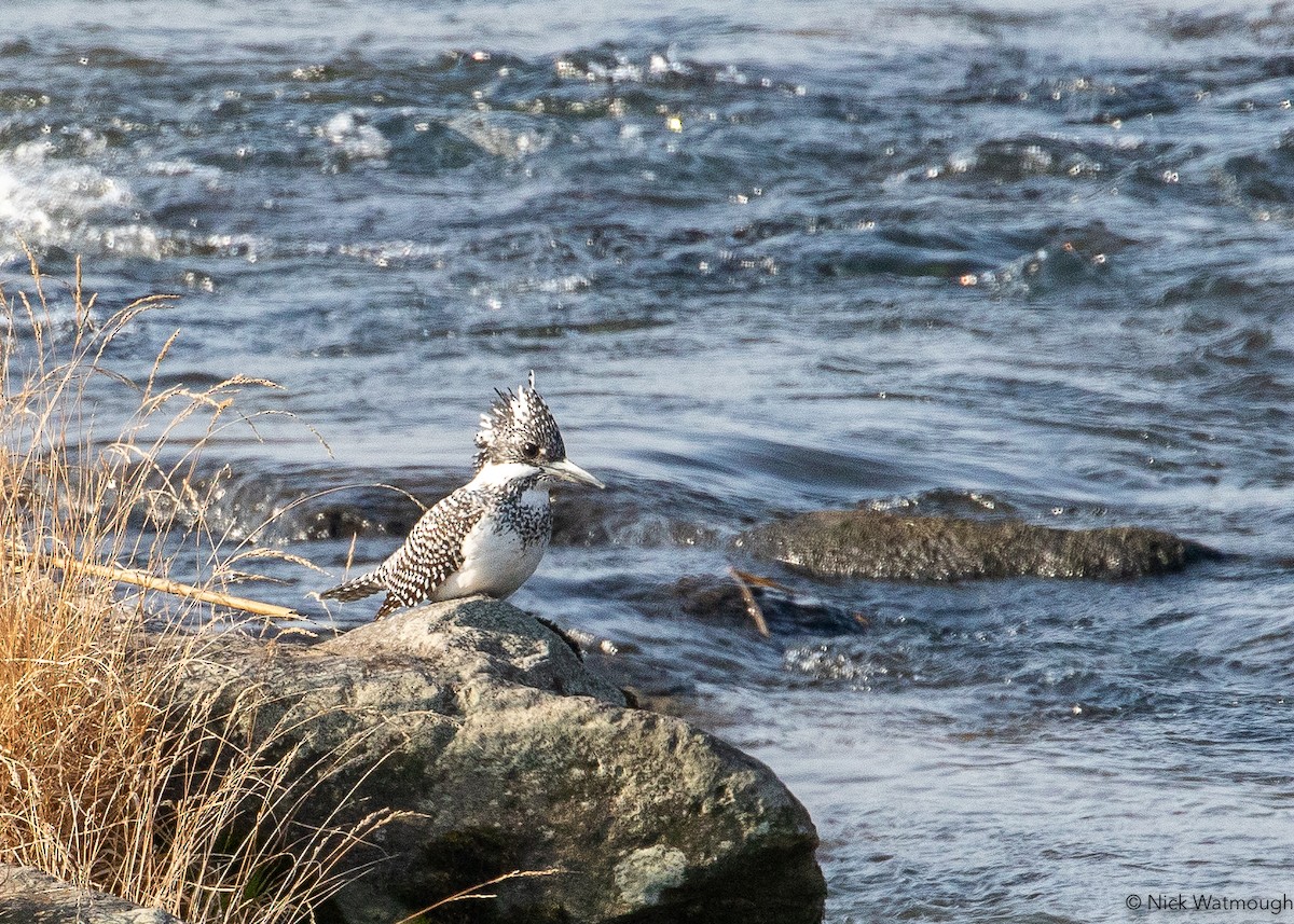 Crested Kingfisher - ML645801730