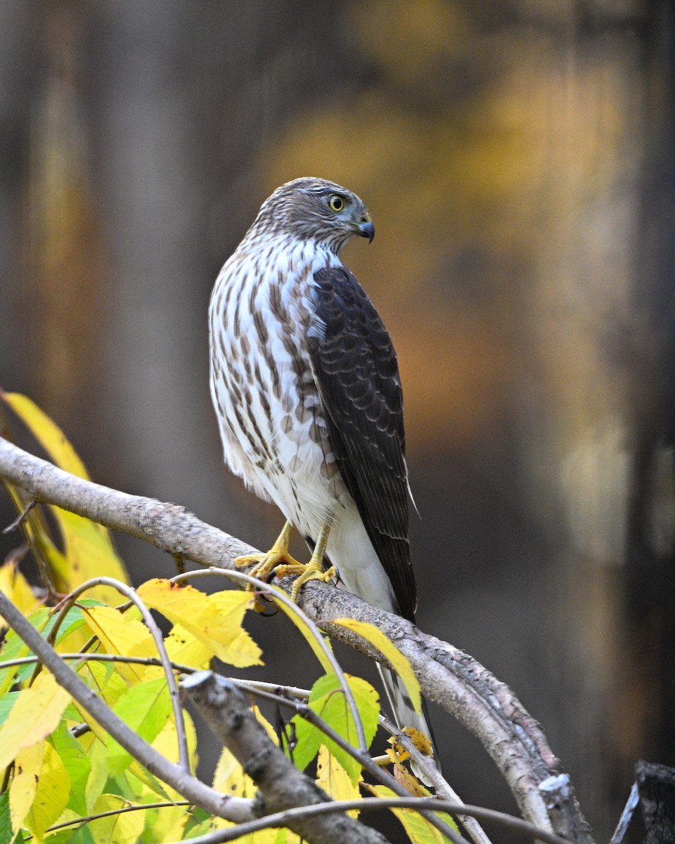 Cooper's Hawk - ML645801750