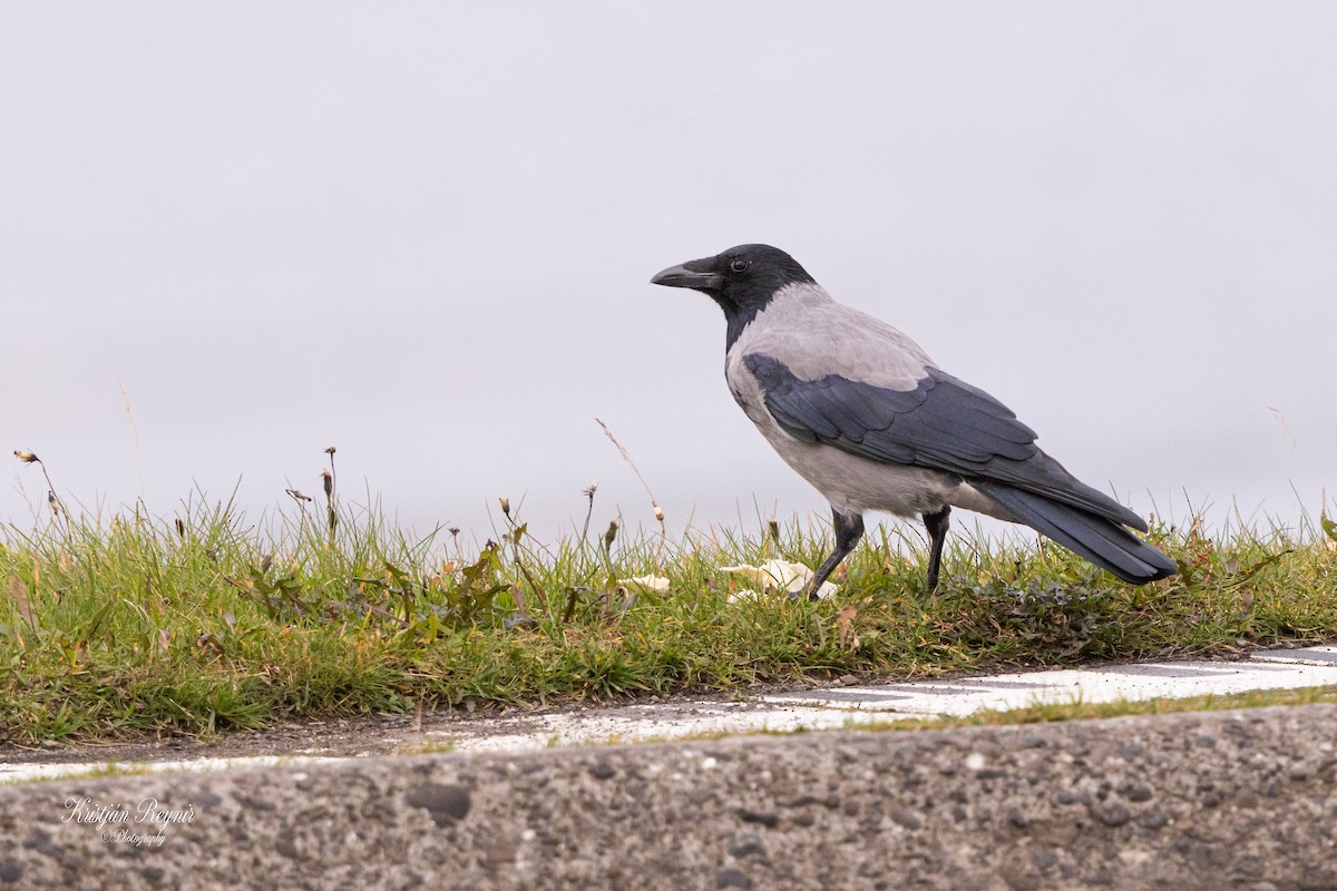 עורב אפור - ML645801751