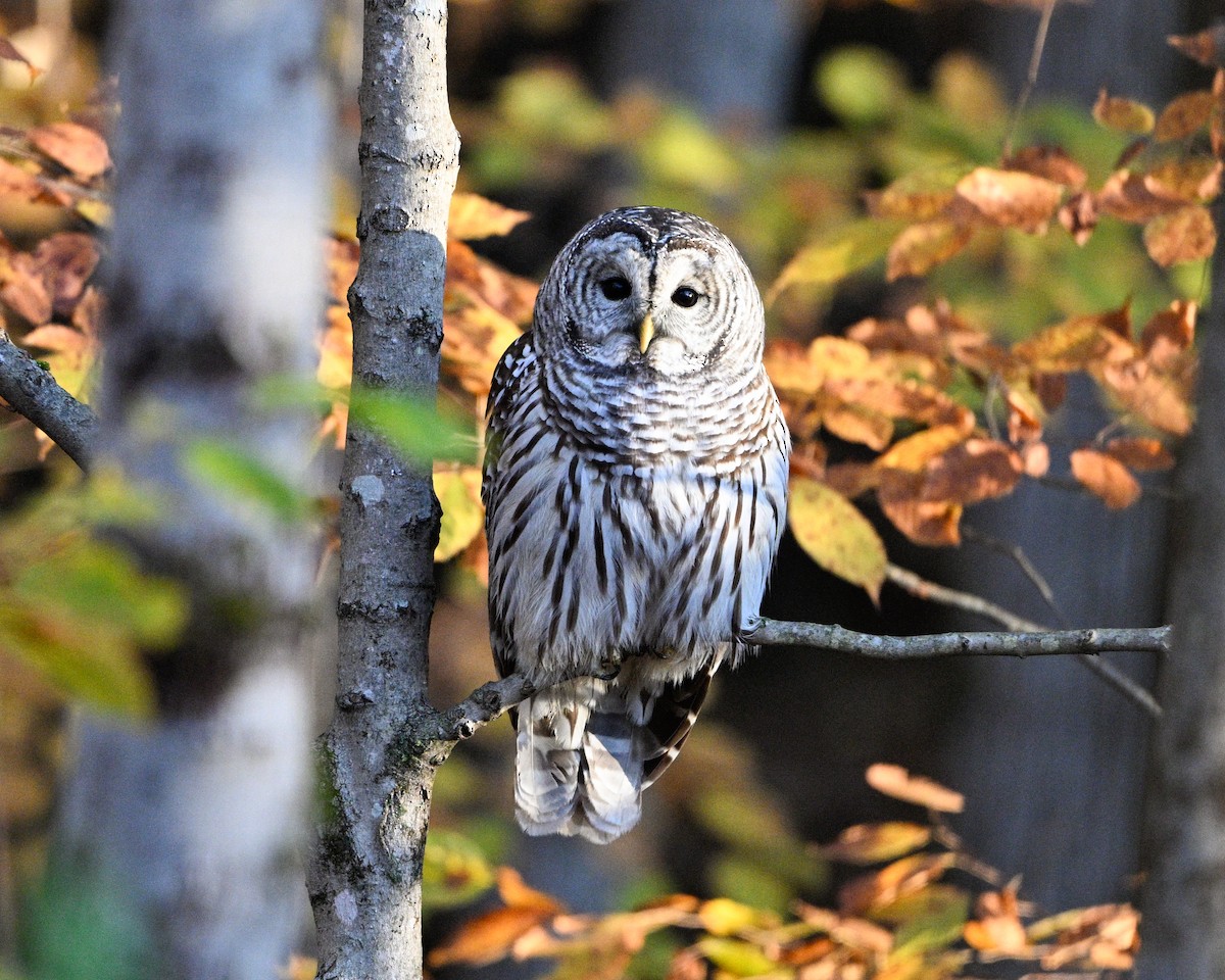 Barred Owl - ML645801753