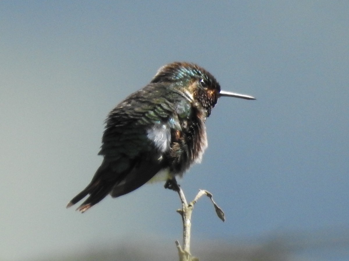 Rufous-shafted Woodstar - ML645801780