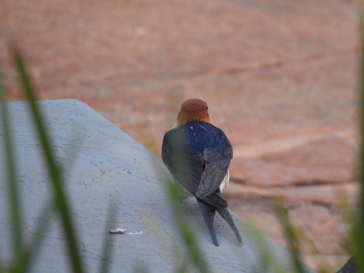 Greater Striped Swallow - ML645801792