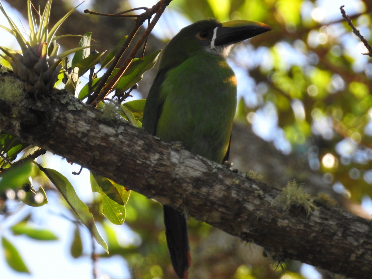 Southern Emerald-Toucanet (Andean) - ML645801793