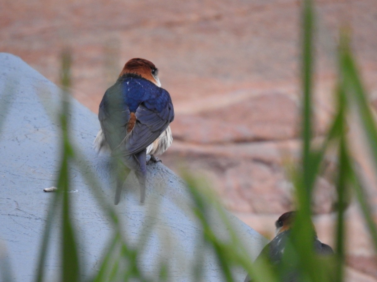 Greater Striped Swallow - ML645801795