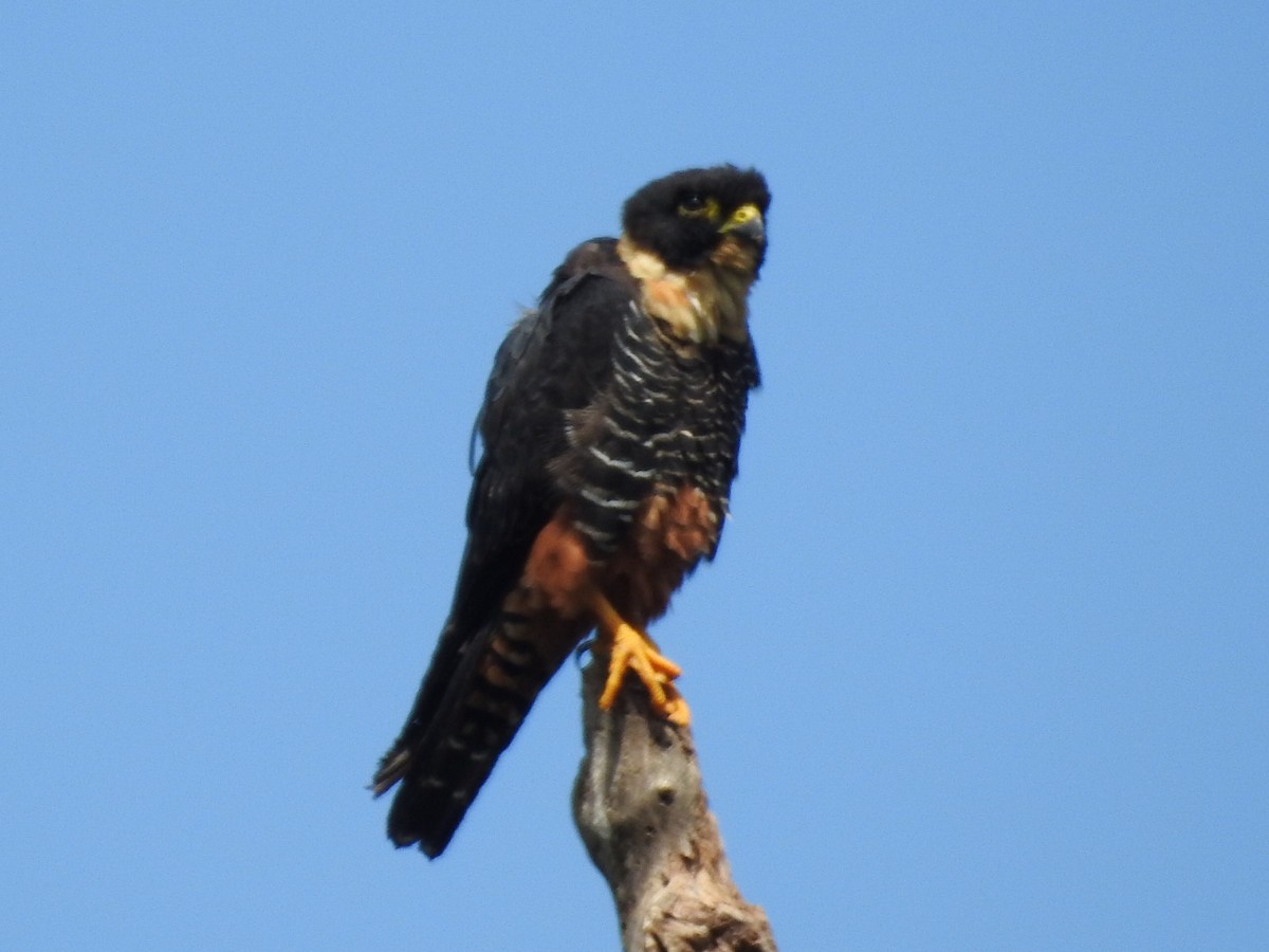 Bat Falcon - ML645801799