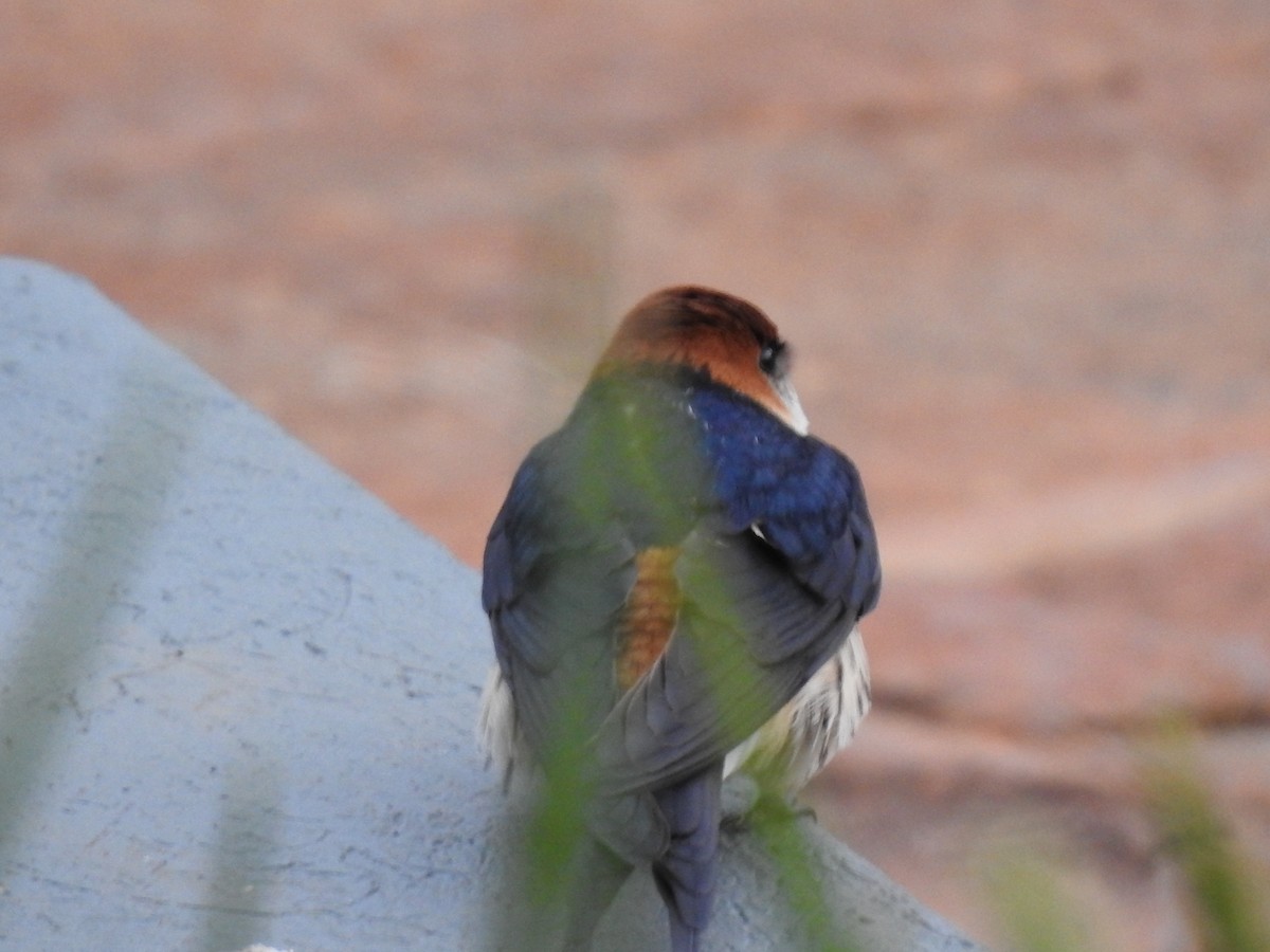 Greater Striped Swallow - ML645801803