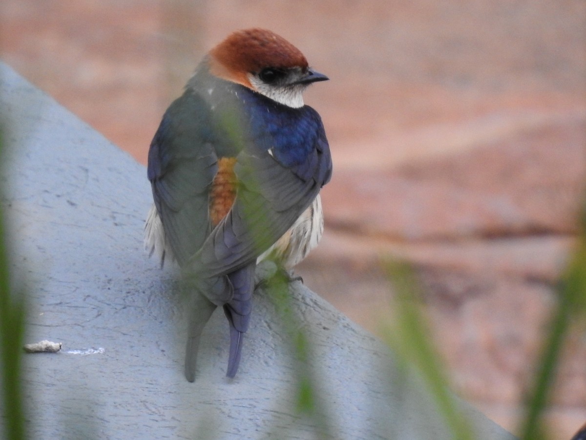 Greater Striped Swallow - ML645801807