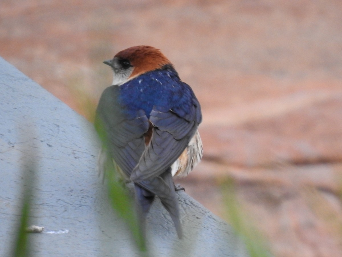 Greater Striped Swallow - ML645801810