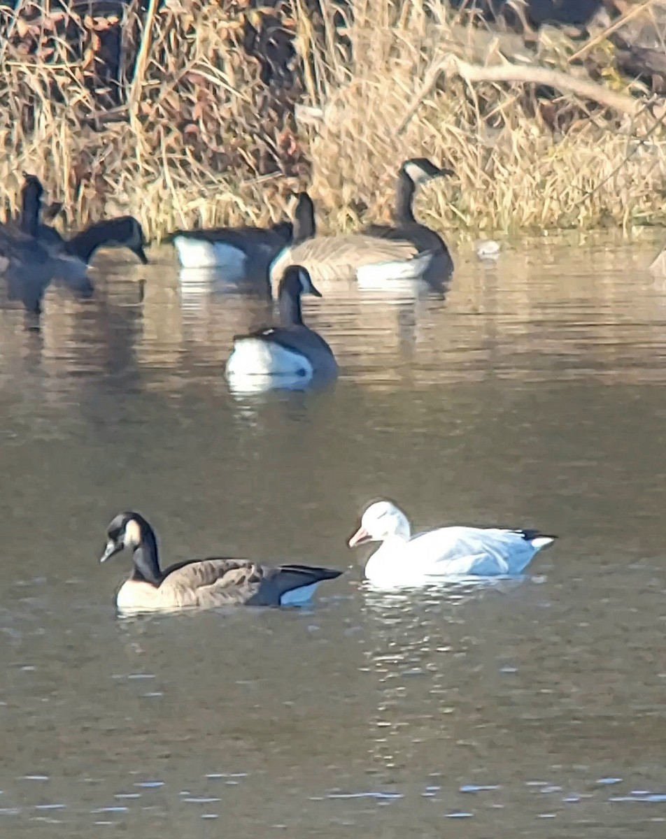 Snow Goose - ML645801813