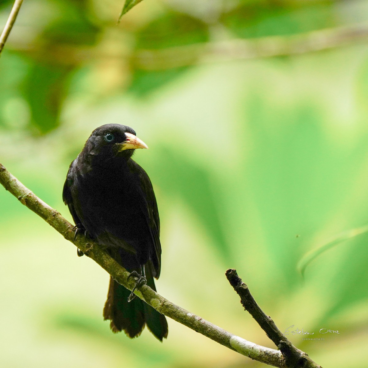 Scarlet-rumped Cacique - ML645801835