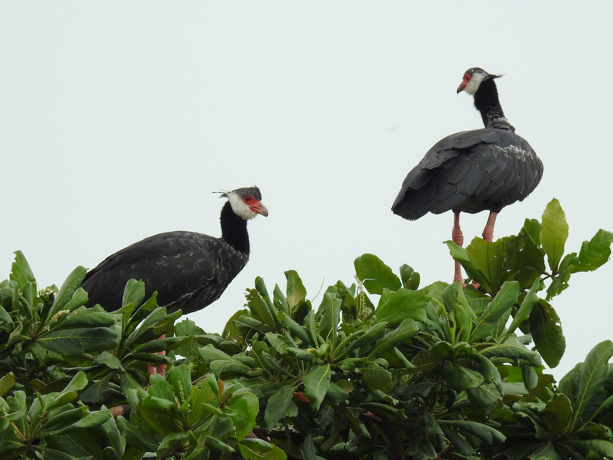 Northern Screamer - ML645801840