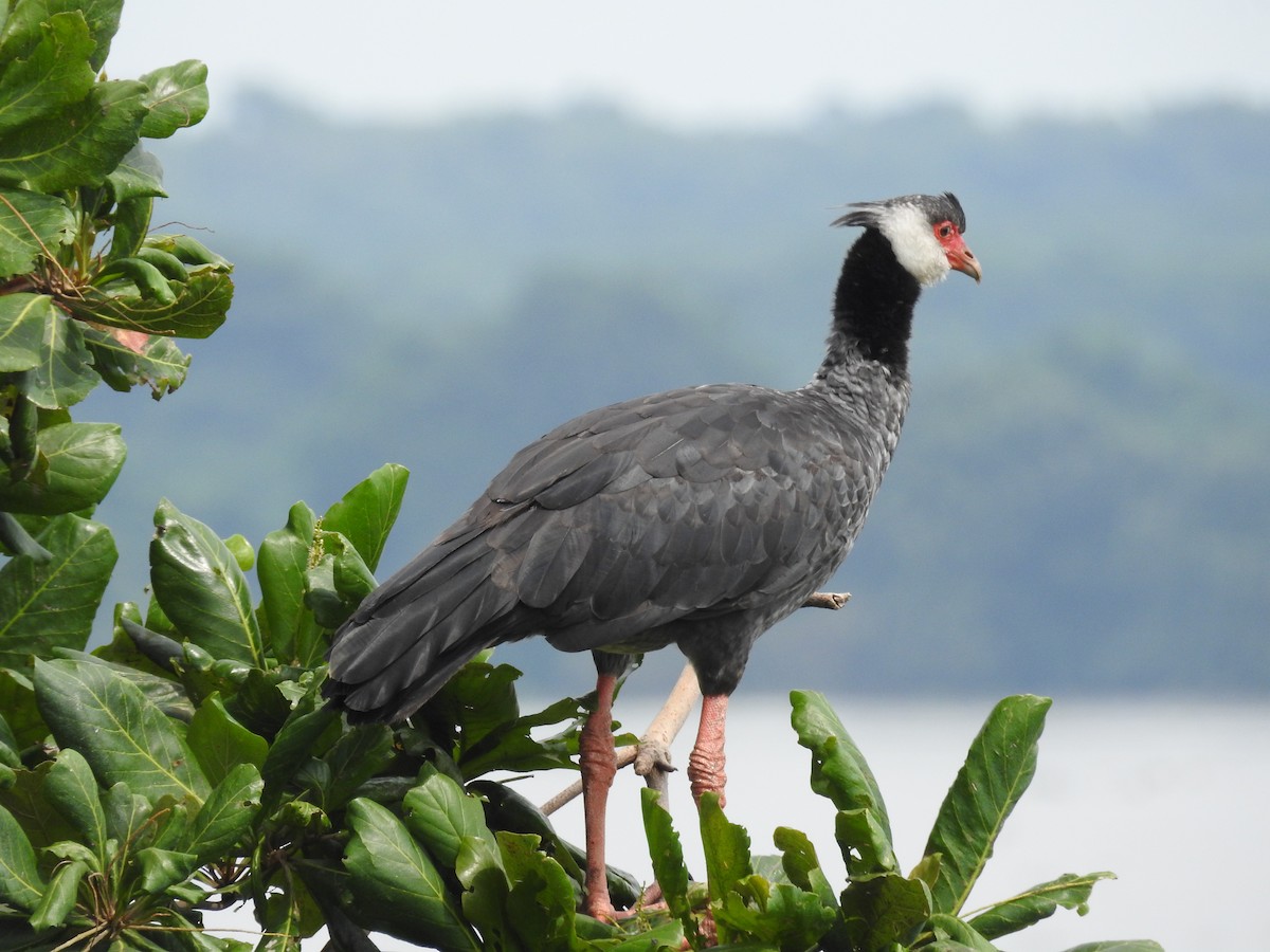 Northern Screamer - ML645801841