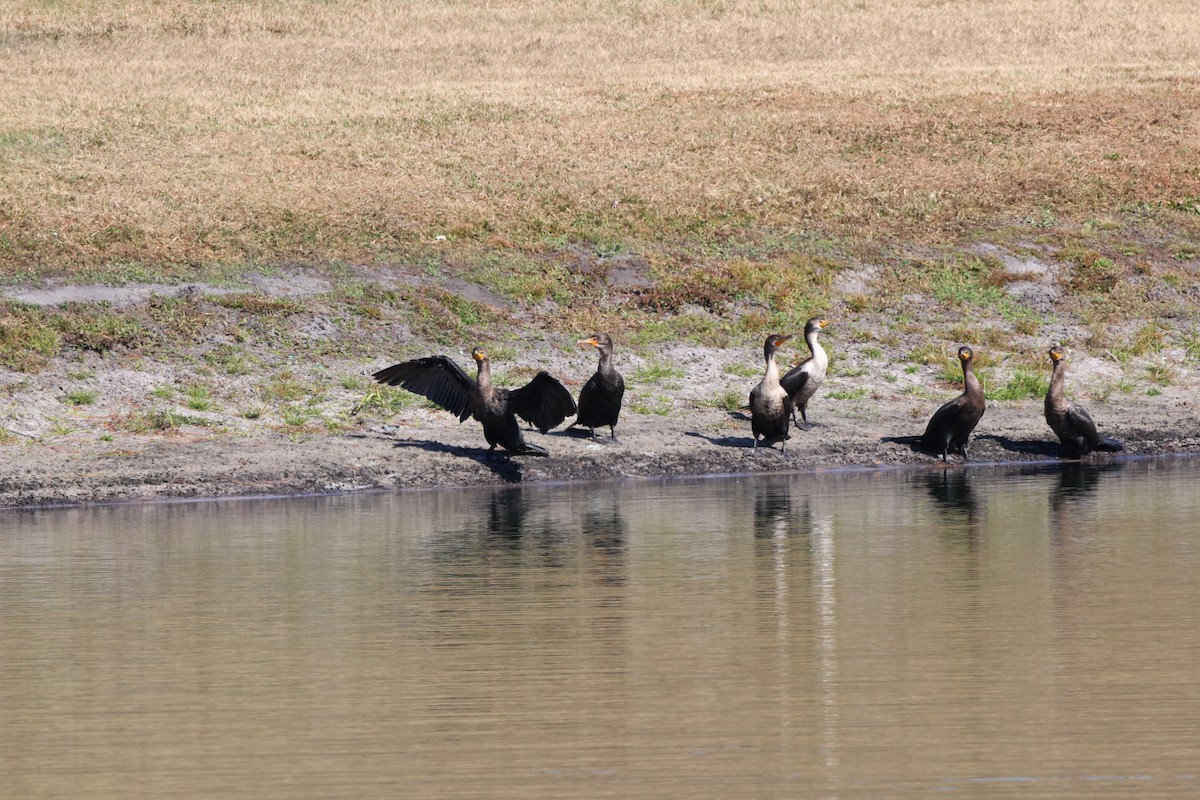 Double-crested Cormorant - ML645801852