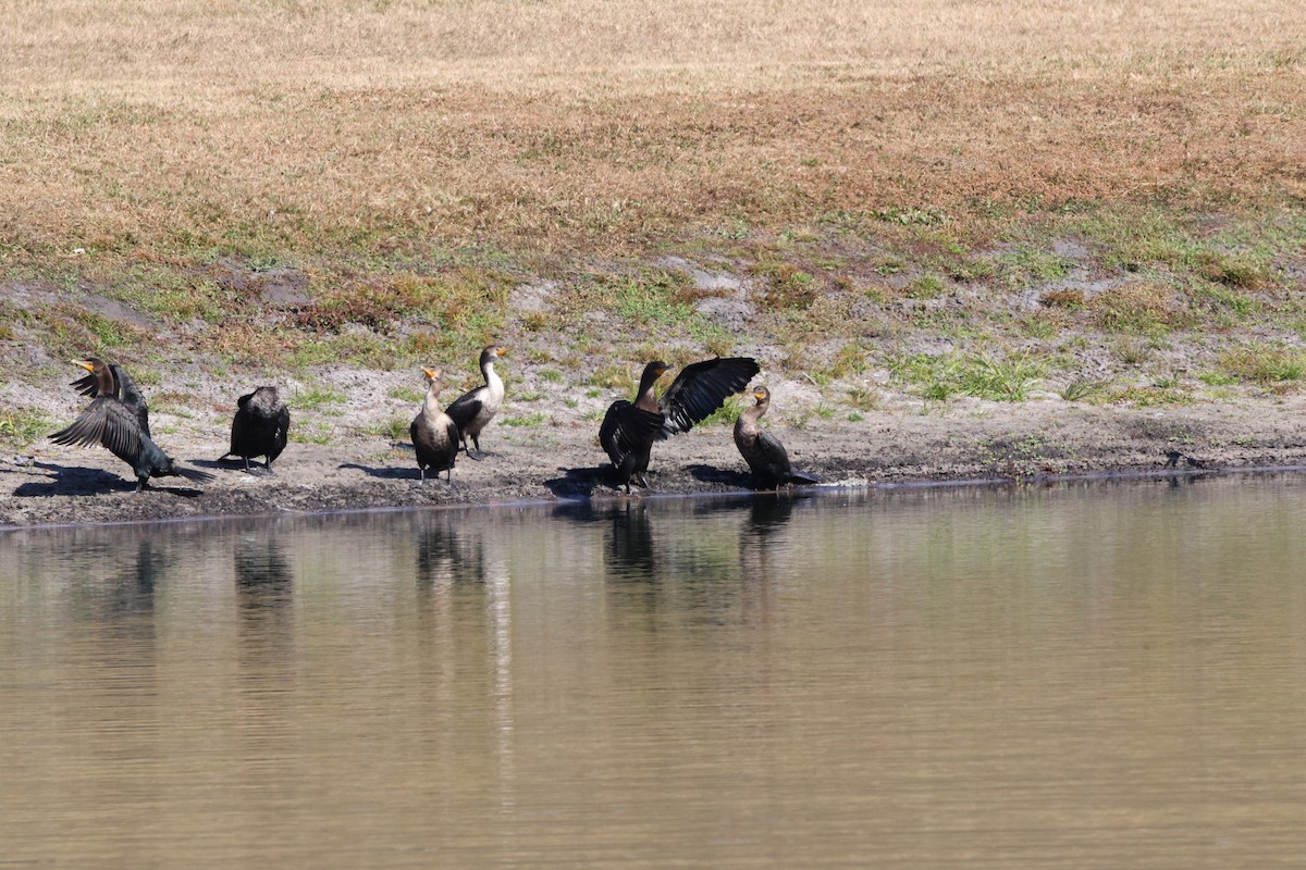 Double-crested Cormorant - ML645801853